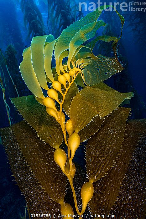 Magical kelp santa barbara